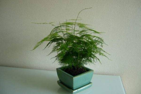 文竹施肥用什么肥料，文竹四季施肥要点