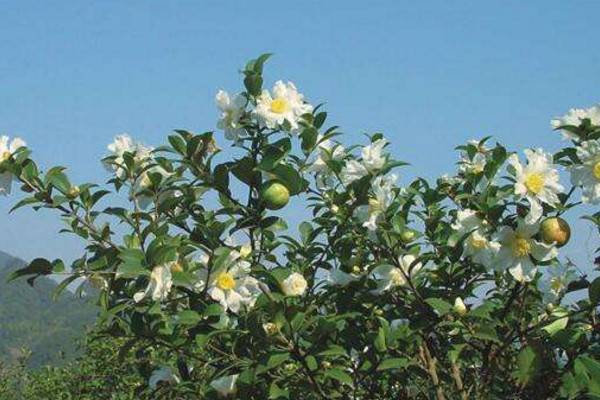 油茶树的种植方法，可以通过以下5步进行