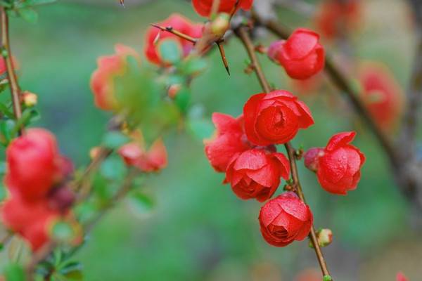 长寿冠海棠四季开花吗