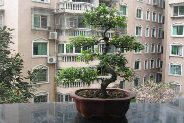 榆树桩栽后可以浇水吗