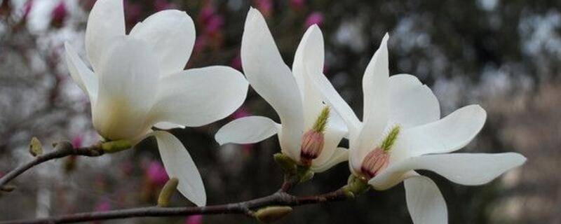 玉兰花的形状像什么