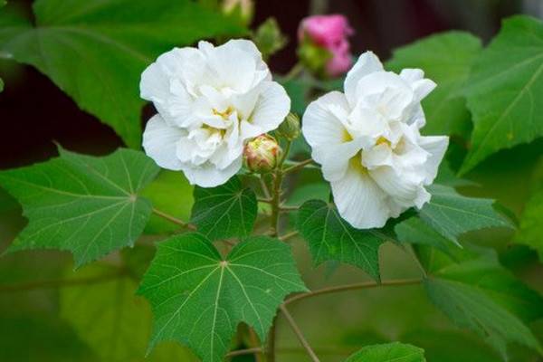 芙蓉花怎么养