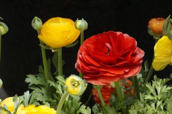 花毛茛有毒吗