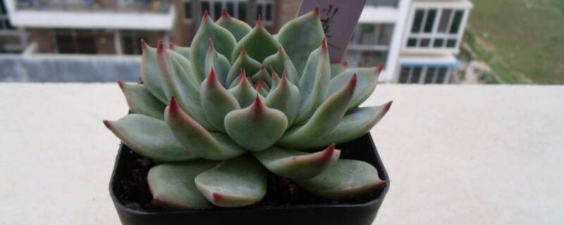 吉娃莲的养殖方法