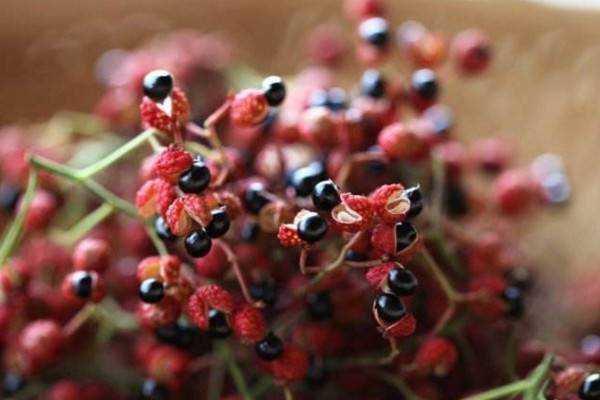 花椒树种植