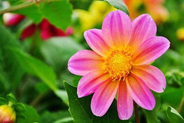 小丽花和大丽花区别