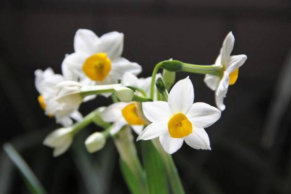 水仙花怎么养的好