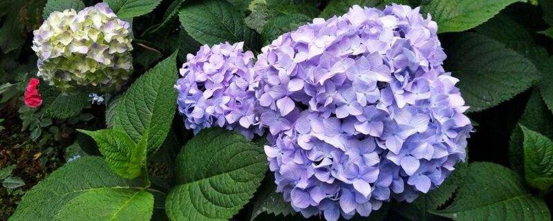 绣球花怎么在花瓶里养
