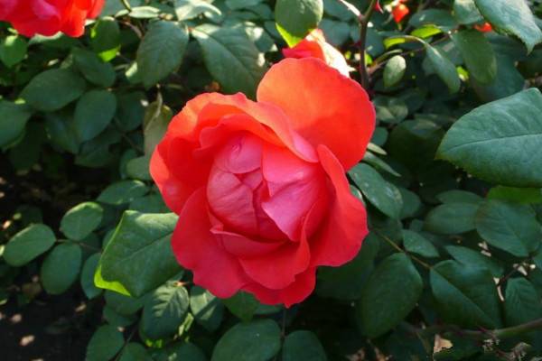 月季花长白霜咋办