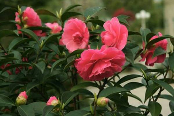 茶花为什么掉叶子