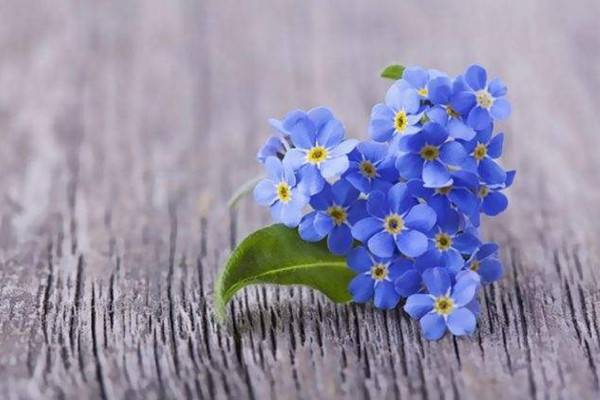 蓝色的小花是什么花