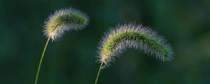 狗尾草的寓意