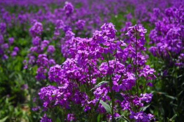 蓝香芥什么时候播种