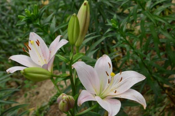 百合花配玫瑰代表啥寓意