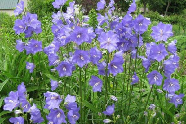 风铃花怎么浇水