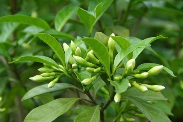 狗牙花和假狗牙花区别