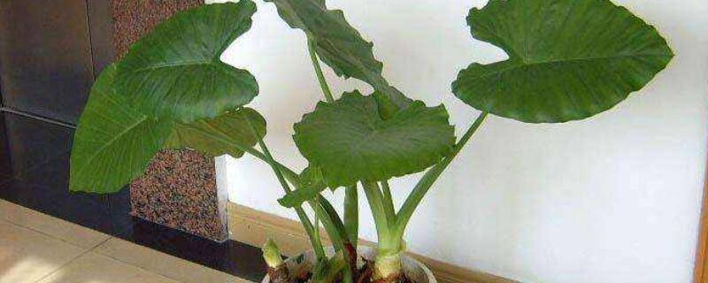 海芋花是滴水观音吗