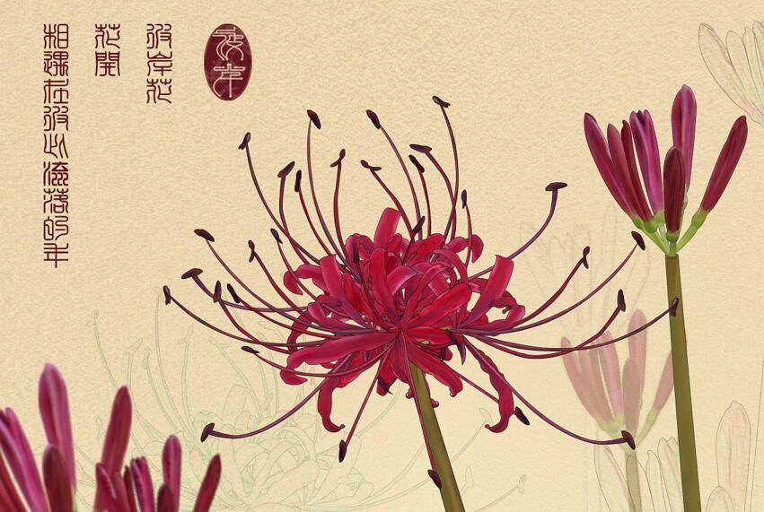 彼岸花的花语，即代表这分离也寓意着相互思念