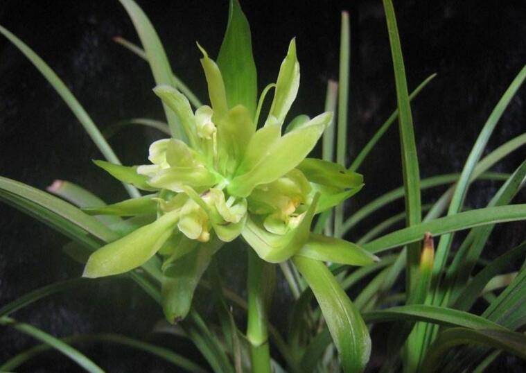 兰花的种植方法，注意土壤和光照等6个方面