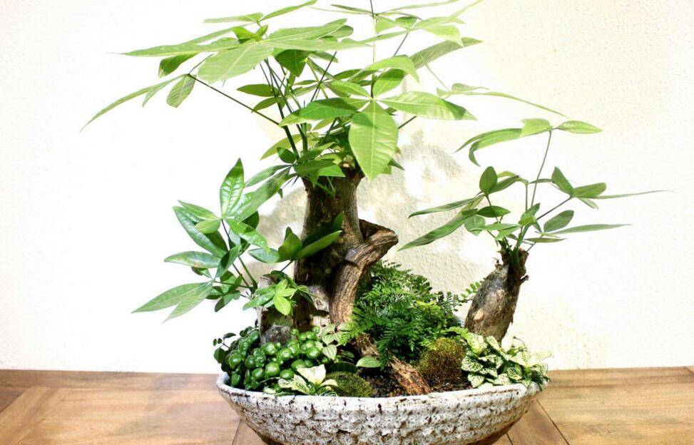 发财树好养吗，要从光照等4个方面入手