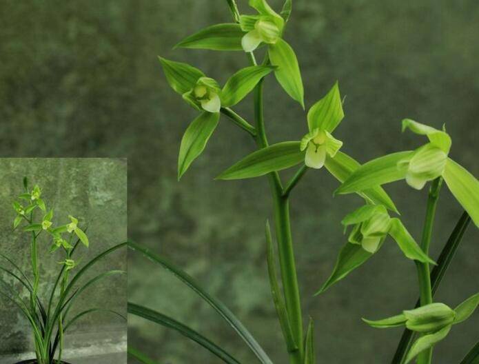 兰花种类有哪些，盘点最贵重的5种兰花