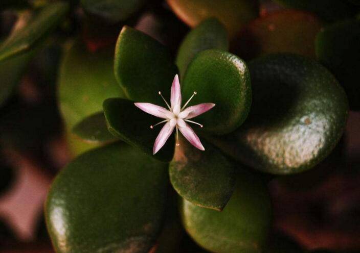 玉树花和燕子掌的区别，叶片上的3处不同