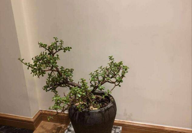 雅乐之舞的寓意，翩翩起舞的优美姿态