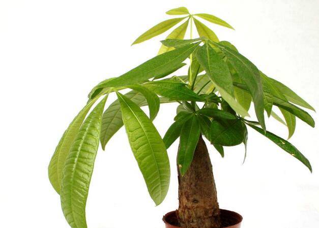 发财树树叶发黄如何杀虫，简单有效的防治方法