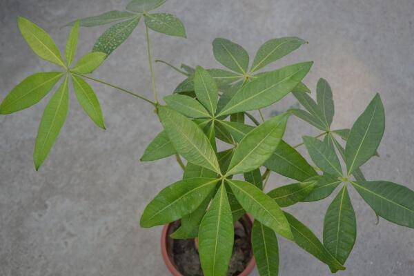 发财树的风水摆放，树下压钱，以钱养钱
