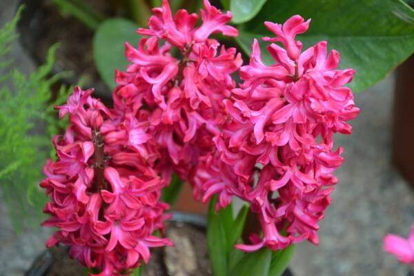 风信子花谢了怎么处理，花谢了不要丢、保留种球来年还可以开花