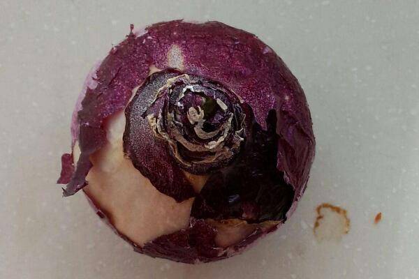 风信子花谢了怎么处理，花谢了不要丢、保留种球来年还可以开花