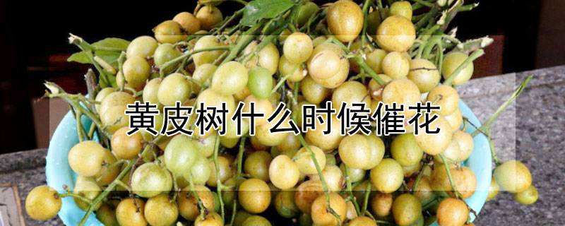 黄皮树什么时候催花