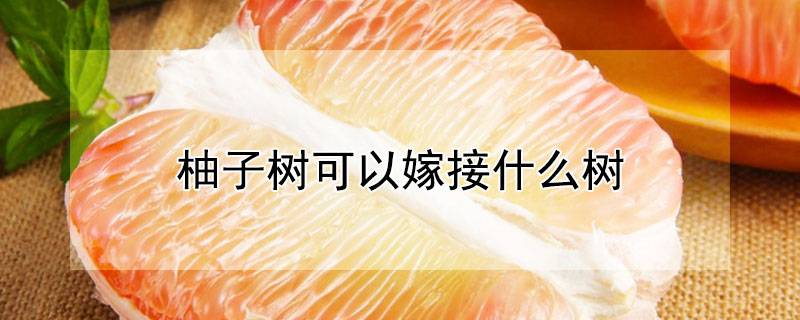 柚子树可以嫁接什么树