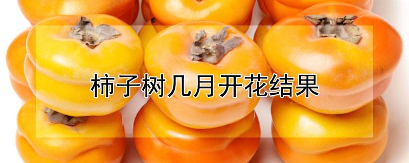 柿子树几月开花结果