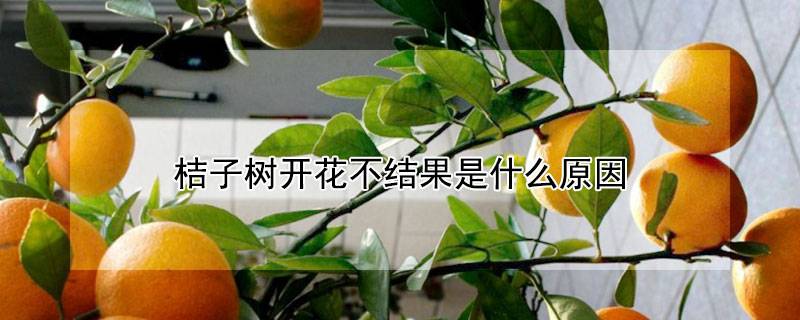 桔子树开花不结果是什么原因