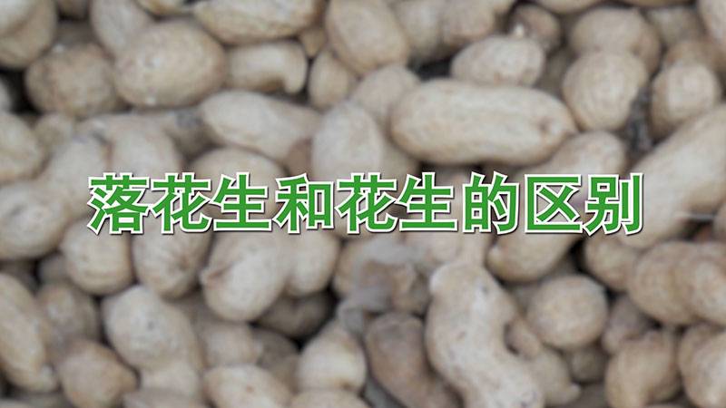 落花生和花生的区别