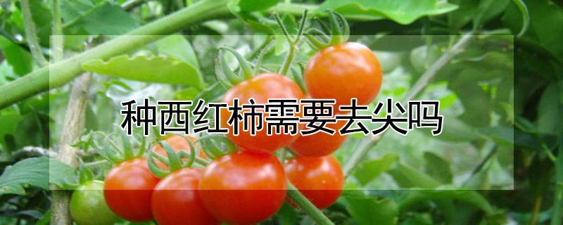 种西红柿需要去尖吗