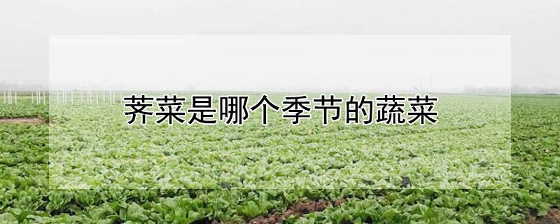 荠菜是哪个季节的蔬菜
