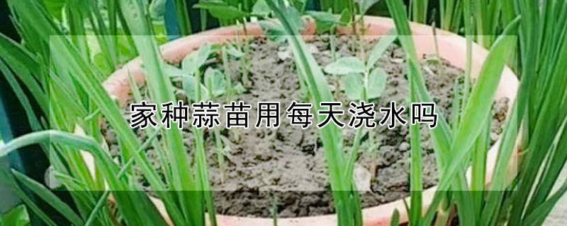 家种蒜苗用每天浇水吗