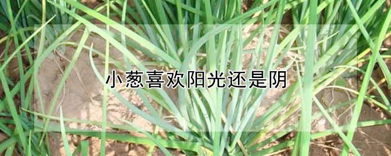小葱喜欢阳光还是阴