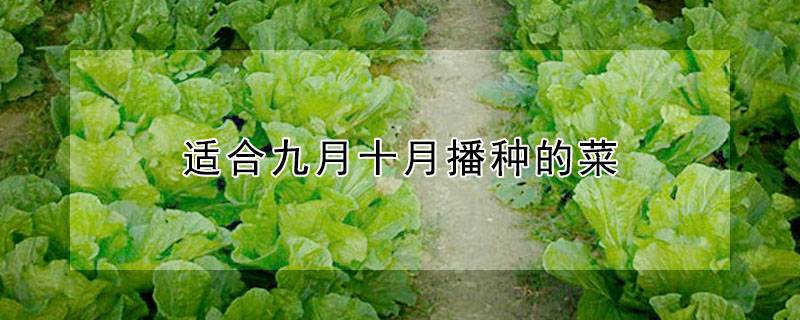 适合九月十月播种的菜
