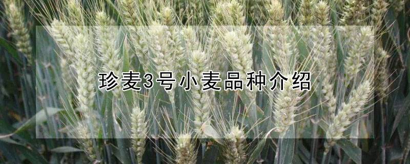 珍麦3号小麦品种介绍