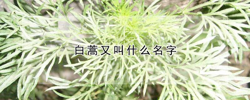 白蒿又叫什么名字