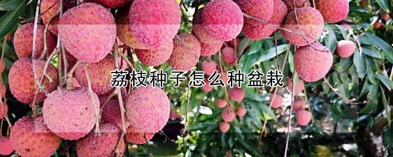 荔枝种子怎么种盆栽