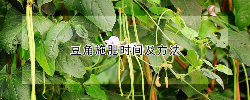 豆角施肥时间及方法