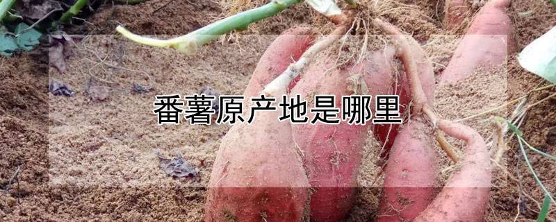 番薯原产地是哪里