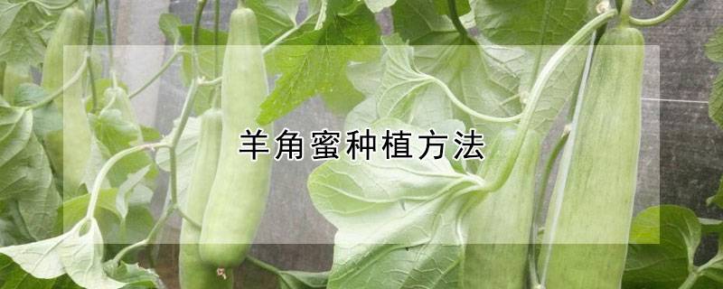 羊角蜜种植方法