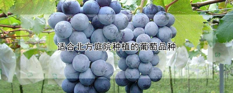 适合北方庭院种植的葡萄品种