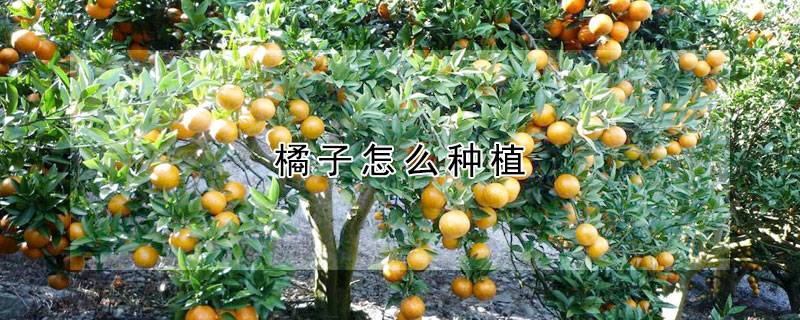 橘子怎么种植