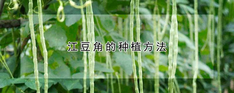 江豆角的种植方法